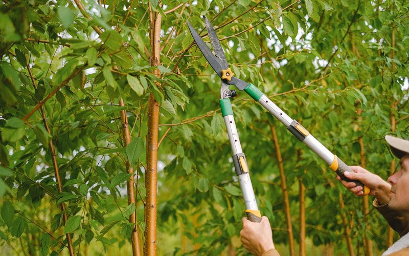Tree trimming in Timber Lake, SD