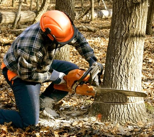 Tree Removal in Timber Lake, SD